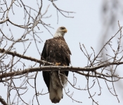 2015 03 015 Eagles022